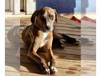 Catahoula Leopard Dog Mix DOG FOR ADOPTION RGADN-1227454 - Copper - Catahoula