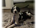 Great Dane DOG FOR ADOPTION RGADN-1227455 - Daisy Duke - Great Dane Dog For