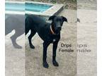 Great Dane Mix DOG FOR ADOPTION RGADN-1227456 - Drips - Great Dane / Belgian