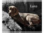 Great Dane DOG FOR ADOPTION RGADN-1227458 - Luna - Great Dane Dog For Adoption