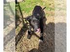 Great Dane Mix DOG FOR ADOPTION RGADN-1227460 - Prada - Great Dane / Mixed Dog