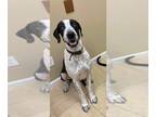 Great Dane DOG FOR ADOPTION RGADN-1227461 - Salt - Great Dane Dog For Adoption