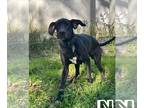 Great Dane DOG FOR ADOPTION RGADN-1227462 - Shadow - Great Dane Dog For Adoption