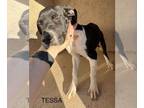 Great Dane Mix DOG FOR ADOPTION RGADN-1227463 - Tessa - Great Dane / Mixed Dog