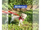 Havanese DOG FOR ADOPTION RGADN-1227489 - Berkley - Havanese Dog For Adoption