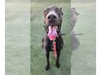 Great Dane Mix DOG FOR ADOPTION RGADN-1227492 - Dusty Rose - Great Dane / Mixed