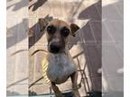 Chiweenie DOG FOR ADOPTION RGADN-1227504 - Lisa's Johnny Rocket - Dachshund /