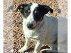 Jack Russell Terrier Mix DOG FOR ADOPTION RGADN-1227505 - Sonia's Luna - Jack