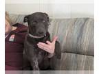 Labrador Retriever Mix DOG FOR ADOPTION RGADN-1227507 - Lisa's Stella - Labrador