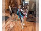 Doberman Pinscher-Huskies Mix DOG FOR ADOPTION RGADN-1227547 - Aspen - Husky /