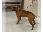 Boxer DOG FOR ADOPTION RGADN-1227578 - Tabasco - Boxer Dog For Adoption