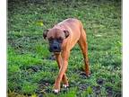 Boxer DOG FOR ADOPTION RGADN-1227580 - Oakley II - Boxer Dog For Adoption