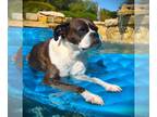 Boxer DOG FOR ADOPTION RGADN-1227581 - Luna V - Boxer Dog For Adoption