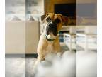 Boxer DOG FOR ADOPTION RGADN-1227582 - Robo Dog - Permanent Foster - Idalene