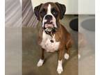Boxer DOG FOR ADOPTION RGADN-1227583 - Lily V - Boxer Dog For Adoption