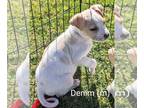 Labrador Retriever Mix DOG FOR ADOPTION RGADN-1227592 - Denim - Terrier /