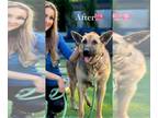 German Shepherd Dog Mix DOG FOR ADOPTION RGADN-1227598 - Marley (Girl) - German