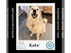 Great Pyrenees DOG FOR ADOPTION RGADN-1227668 - Kate 012724 - Great Pyrenees Dog