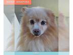 Pomeranian DOG FOR ADOPTION RGADN-1227675 - Seraphina - Pomeranian Dog For