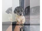 Poodle (Miniature) DOG FOR ADOPTION RGADN-1227686 - Amore #3837 - Poodle