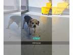 Puggle DOG FOR ADOPTION RGADN-1227692 - Cleo #3358 - Pug / Beagle / Mixed Dog