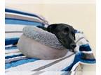 Basset Hound-Labrador Retriever Mix DOG FOR ADOPTION RGADN-1227700 - Frijolito -