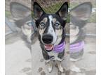 Mix DOG FOR ADOPTION RGADN-1227701 - Skye - Husky Dog For Adoption