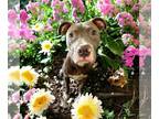 American Pit Bull Terrier Mix DOG FOR ADOPTION RGADN-1227716 - Julie - American