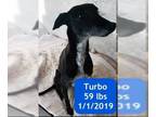 Greyhound DOG FOR ADOPTION RGADN-1227731 - Turbo - Greyhound Dog For Adoption