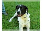 Coonhound DOG FOR ADOPTION RGADN-1227740 - Oliver - Coonhound Dog For Adoption