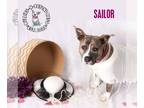 American Staffordshire Terrier DOG FOR ADOPTION RGADN-1227744 - Sailor -