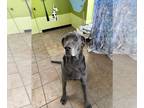 Great Dane DOG FOR ADOPTION RGADN-1227753 - Toby - Great Dane Dog For Adoption