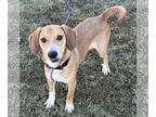 Beagle Mix DOG FOR ADOPTION RGADN-1227755 - Rumor - Beagle / Mixed (short coat)