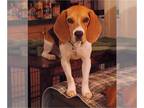 Beagle DOG FOR ADOPTION RGADN-1227758 - Zeke - Beagle (short coat) Dog For