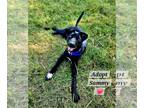 German Shorthaired Pointer Mix DOG FOR ADOPTION RGADN-1227763 - Sammy - German