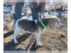 Beagle DOG FOR ADOPTION RGADN-1227768 - Egan - Beagle (short coat) Dog For