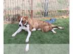Australian Shepherd-Boxer Mix DOG FOR ADOPTION RGADN-1227785 - Makinnley - Boxer