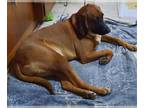 Bloodhound Mix DOG FOR ADOPTION RGADN-1227789 - Hazzard Crew : Luke - Bloodhound