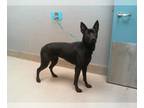 Shepradors DOG FOR ADOPTION RGADN-1227800 - SHYLOH - German Shepherd Dog /