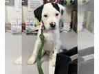 Border Collie Mix DOG FOR ADOPTION RGADN-1227837 - George - Border Collie /