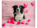 Border Collie Mix DOG FOR ADOPTION RGADN-1227839 - Bingo - Border Collie / Mixed