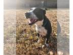 American Pit Bull Terrier Mix DOG FOR ADOPTION RGADN-1227843 - Oreo - Australian