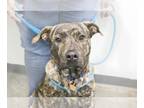 American Bandogge mastiff DOG FOR ADOPTION RGADN-1227854 - Odin - Pit Bull