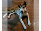 Huskies -Labrador Retriever Mix DOG FOR ADOPTION RGADN-1227862 - Scooter - Husky