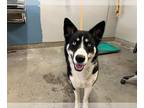 Alusky DOG FOR ADOPTION RGADN-1227879 - TH'EYA - Siberian Husky / Alaskan