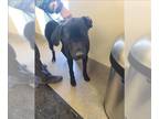 Great Dane-Labrador Retriever Mix DOG FOR ADOPTION RGADN-1227883 - BOBA FETCH -