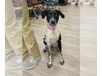 German Shorthaired Pointer DOG FOR ADOPTION RGADN-1227901 - CAMRY - German