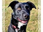 Border Collie Mix DOG FOR ADOPTION RGADN-1227909 - Junior (Adoption Sponsored) -
