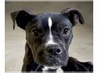 Boston Terrier Mix DOG FOR ADOPTION RGADN-1227938 - BUGS - Boston Terrier /
