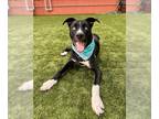 American Pit Bull Terrier-Huskies Mix DOG FOR ADOPTION RGADN-1227956 - MITTENS -
